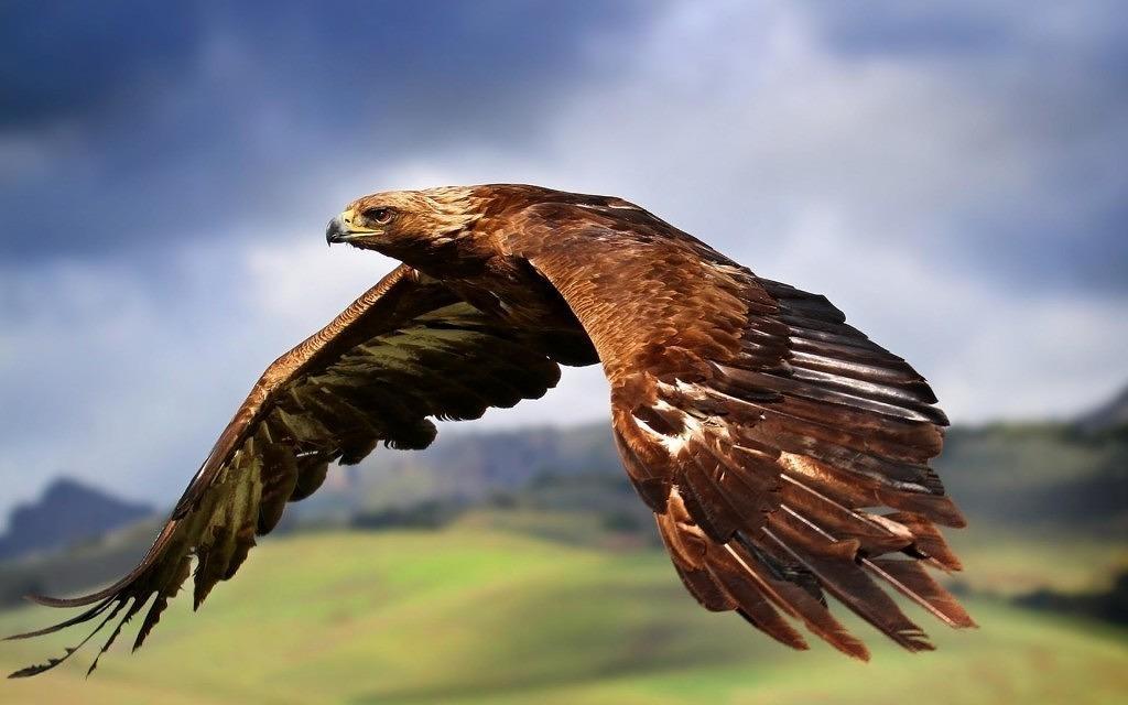 golden-eagle-flying-wallpaper